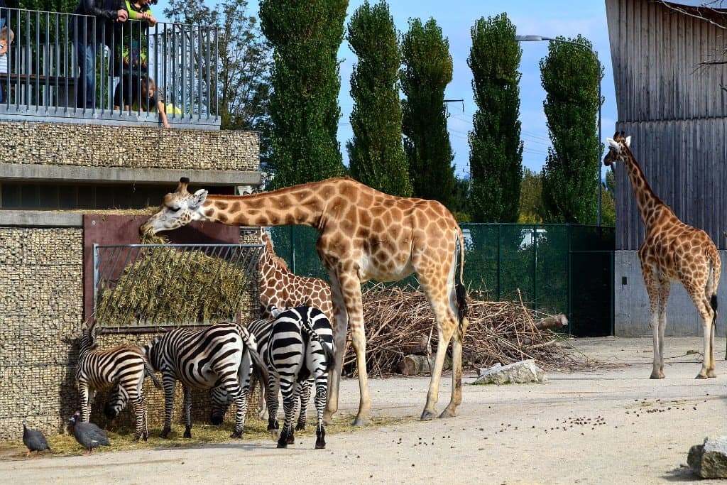 Knie’s Kinderzoo